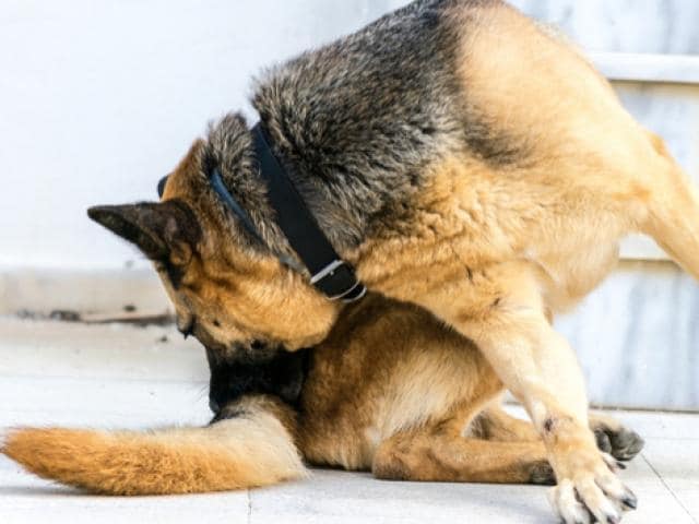 Why Dogs Lose Hair on Their Tail PetMD